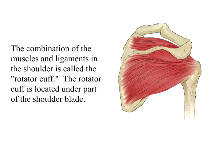 The combination of the muscles and ligaments in the shoulder is called the “rotator cuff.” The rotator cuff is located under part of the shoulder blade.