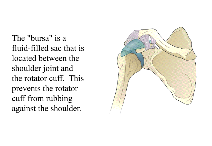 The “bursa” is a fluid-filled sac that is located between the shoulder joint and the rotator cuff. This prevents the rotator cuff from rubbing against the shoulder.