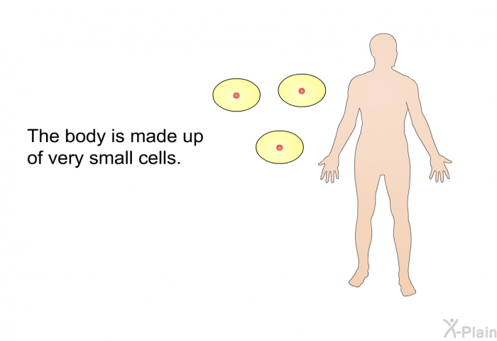 The body is made up of very small cells.