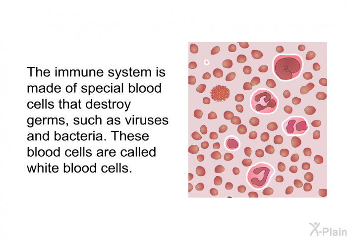 The immune system is made of special blood cells that destroy germs, such as viruses and bacteria. These blood cells are called white blood cells.
