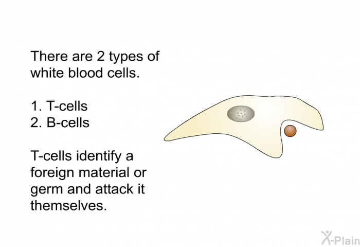 There are 2 types of white blood cells.  T-cells B-cells  
T-cells identify a foreign material or germ and attack it themselves.