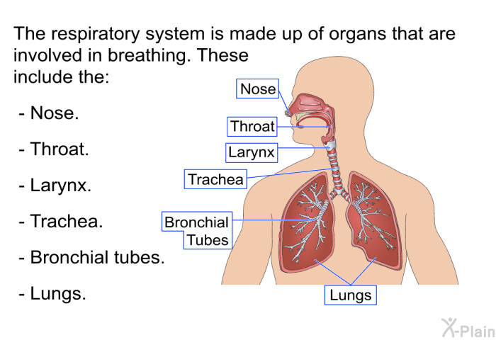 The respiratory system is made up of organs that are involved in breathing. These include the:  Nose. Throat. Larynx. Trachea. Bronchial tubes. Lungs.