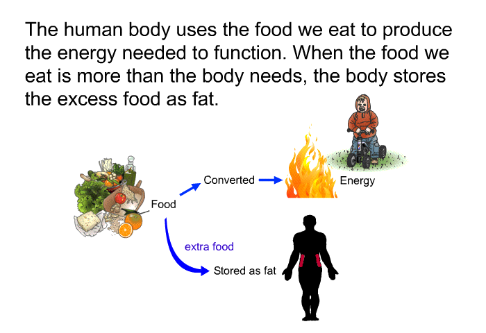 The human body uses the food we eat to produce the energy needed to function. When the food we eat is more than the body needs, the body stores the excess food as fat.