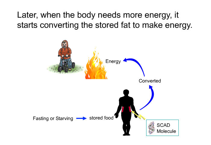 Later, when the body needs more energy, it starts converting the stored fat to make energy.