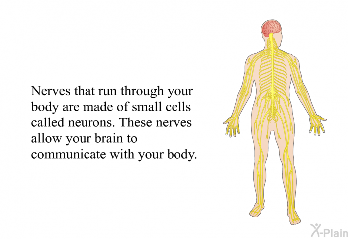Nerves that run through your body are made of small cells called neurons. These nerves allow your brain to communicate with your body.