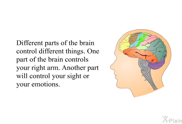 Different parts of the brain control different things. One part of the brain controls your right arm. Another part will control your sight or your emotions.