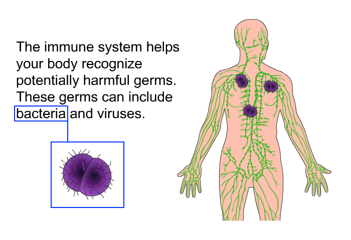 The immune system helps your body recognize potentially harmful germs. These germs can include bacteria and viruses.