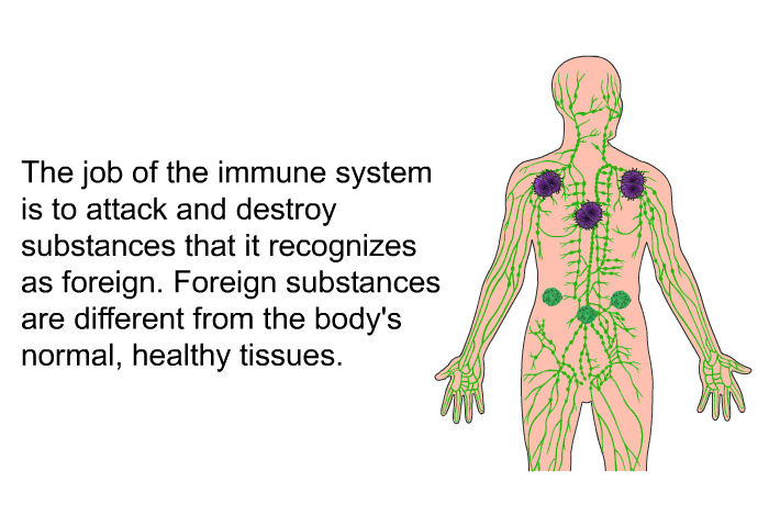The job of the immune system is to attack and destroy substances that it recognizes as foreign. Foreign substances are different from the body's normal, healthy tissues.