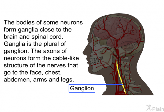 The bodies of some neurons form ganglia close to the brain and spinal cord. Ganglia is the plural of ganglion. The axons of neurons form the cable-like structure of the nerves that go to the face, chest, abdomen, arms and legs.