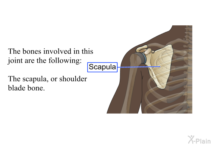 The bones involved in this joint are the following: The scapula, or shoulder blade bone.