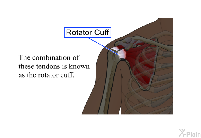 The combination of these tendons is known as the rotator cuff.