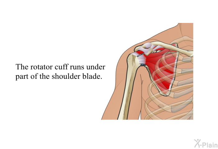 The rotator cuff runs under part of the shoulder blade.