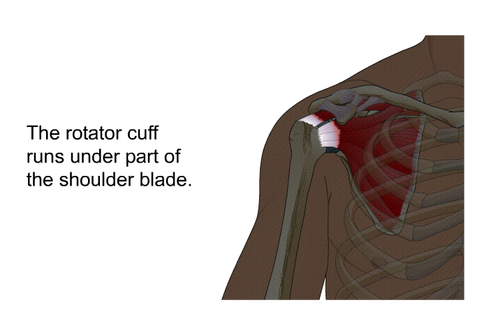 The rotator cuff runs under part of the shoulder blade.