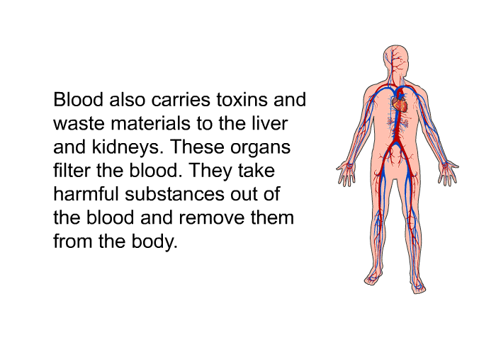 Blood also carries toxins and waste materials to the liver and kidneys. These organs filter the blood. They take harmful substances out of the blood and remove them from the body.