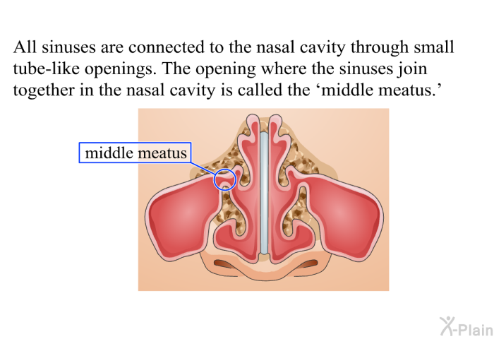 All sinuses are connected to the nasal cavity through small tube-like openings. The opening where the sinuses join together in the nasal cavity is called the  middle meatus.'