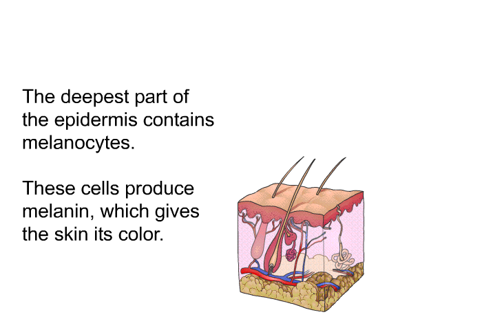 The deepest part of the epidermis contains melanocytes. These cells produce melanin, which gives the skin its color.