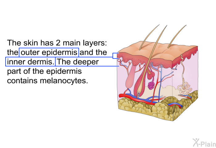 The skin has 2 main layers: the outer epidermis and the inner dermis. The deeper part of the epidermis contains melanocytes.