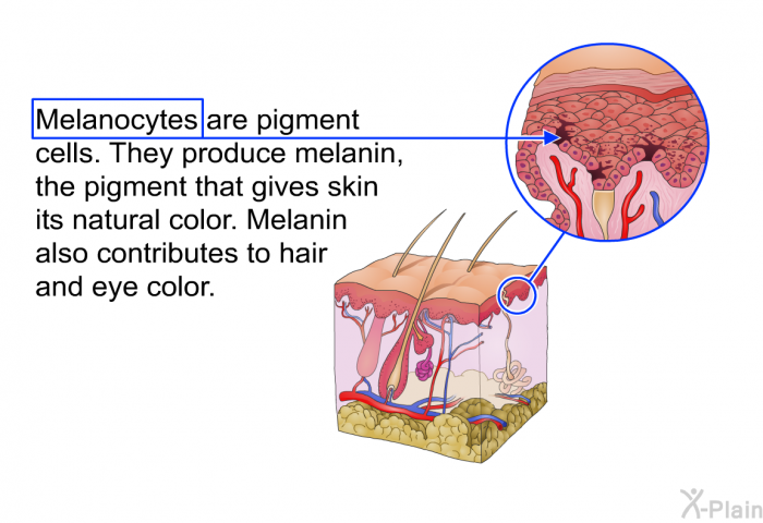 Melanocytes are pigment cells. They produce melanin, the pigment that gives skin its natural color. Melanin also contributes to hair and eye color.