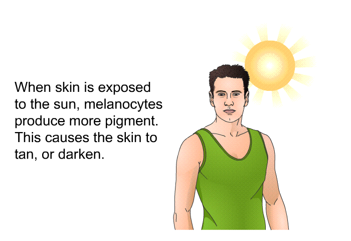 When skin is exposed to the sun, melanocytes produce more pigment. This causes the skin to tan, or darken.