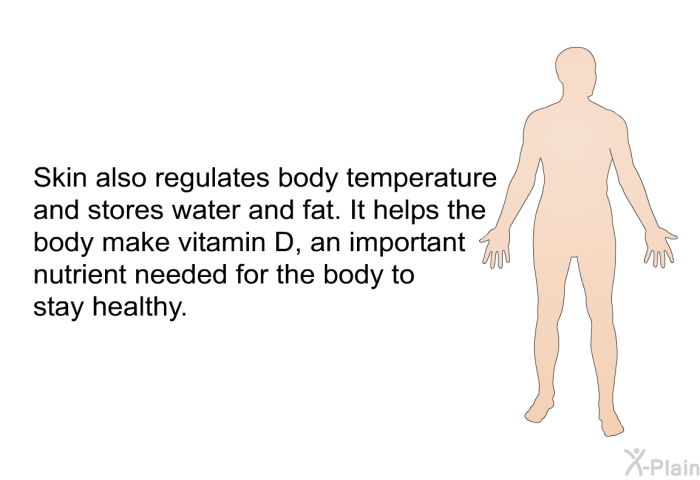 Skin also regulates body temperature and stores water and fat. It helps the body make vitamin D, an important nutrient needed for the body to stay healthy.