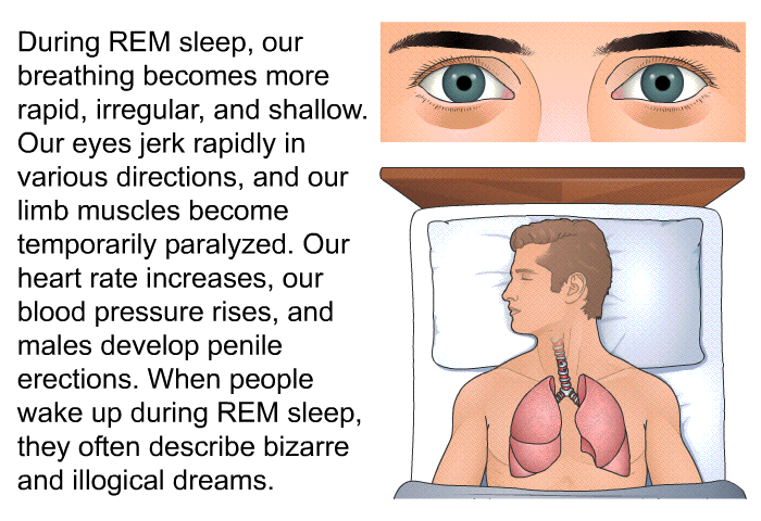 During REM sleep, our breathing becomes more rapid, irregular, and shallow. Our eyes jerk rapidly in various directions, and our limb muscles become temporarily paralyzed. Our heart rate increases, our blood pressure rises, and males develop penile erections. When people wake up during REM sleep, they often describe bizarre and illogical dreams.