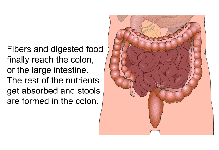 Fibers and digested food finally reach the colon, or the large intestine. The rest of the nutrients get absorbed and stools are formed in the colon.