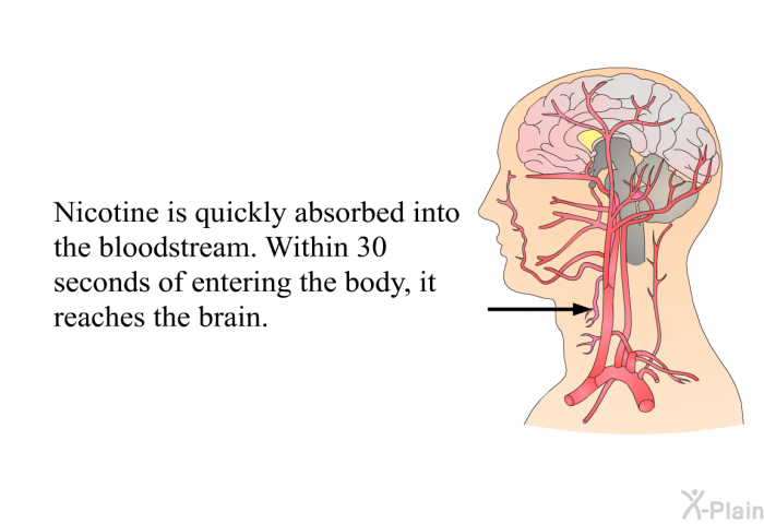 Nicotine is quickly absorbed into the bloodstream. Within 30 seconds of entering the body, it reaches the brain.