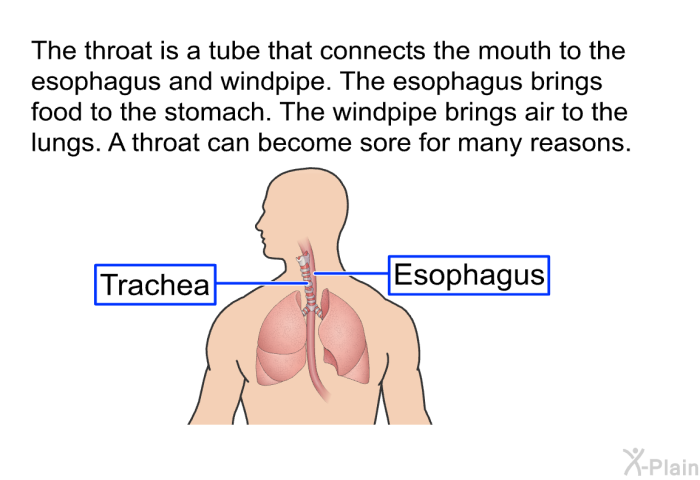 The throat is a tube that connects the mouth to the esophagus and windpipe. The esophagus brings food to the stomach. The windpipe brings air to the lungs. A throat can become sore for many reasons.