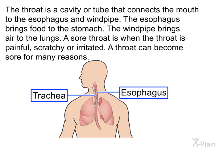 The throat is a cavity or tube that connects the mouth to the esophagus and windpipe. The esophagus brings food to the stomach. The windpipe brings air to the lungs. A sore throat is when the throat is painful, scratchy or irritated. A throat can become sore for many reasons.