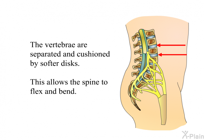 The vertebrae are separated and cushioned by softer disks. This allows the spine to flex and bend.