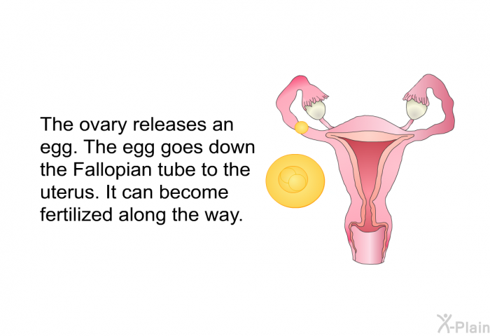 The ovary releases an egg. The egg goes down the Fallopian tube to the uterus. It can become fertilized along the way.
