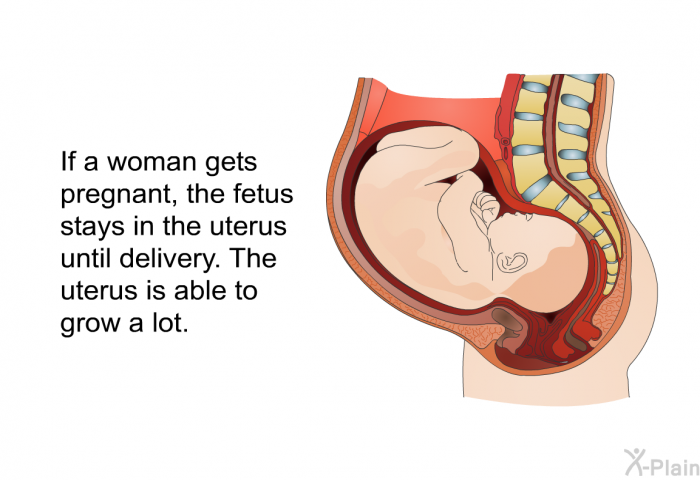 If a woman gets pregnant, the fetus stays in the uterus until delivery. The uterus is able to grow a lot.