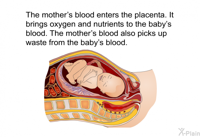 The mother's blood enters the placenta. It brings oxygen and nutrients to the baby's blood. The mother's blood also picks up waste from the baby's blood.