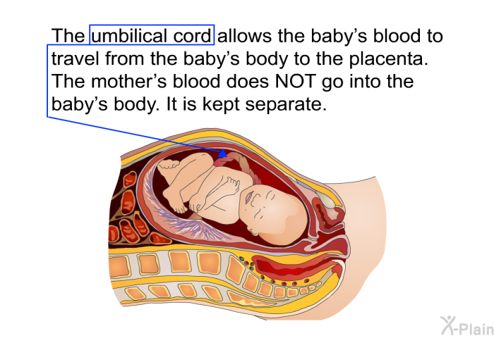 The umbilical cord allows the baby's blood to travel from the baby's body to the placenta. The mother's blood does NOT go into the baby's body. It is kept separate.