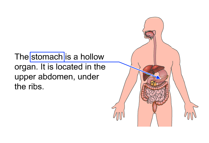 The stomach is a hollow organ. It is located in the upper abdomen, under the ribs.