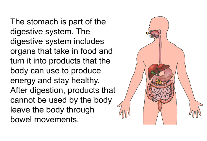 The stomach is part of the digestive system. The digestive system includes organs that take in food and turn it into products that the body can use to produce energy and stay healthy. After digestion, products that cannot be used by the body leave the body through bowel movements.