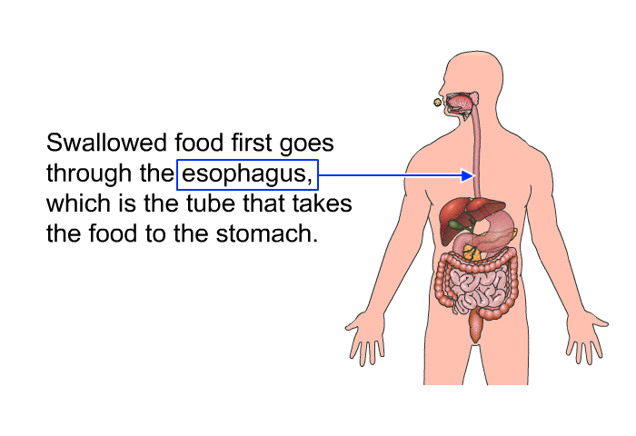 Swallowed food first goes through the esophagus, which is the tube that takes the food to the stomach.