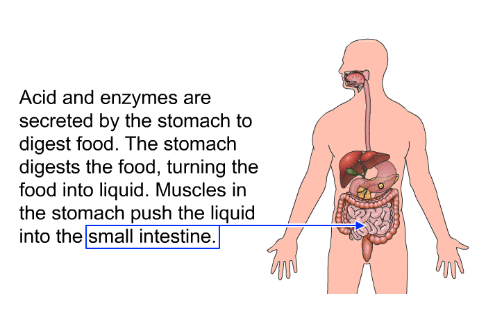 Acid and enzymes are secreted by the stomach to digest food. The stomach digests the food, turning the food into liquid. Muscles in the stomach push the liquid into the small intestine.