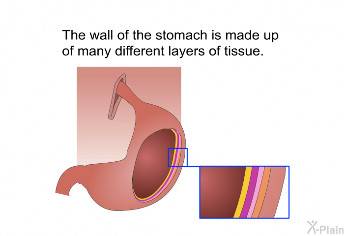 The wall of the stomach is made up of many different layers of tissue.