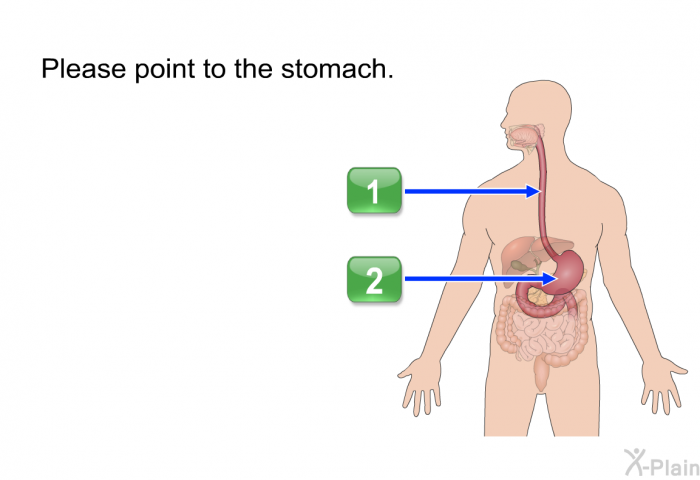 Please point to the stomach.