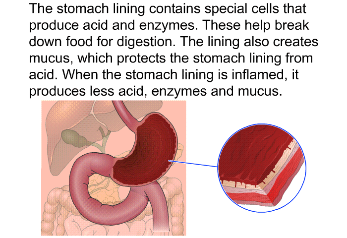 The stomach lining contains special cells that produce acid and enzymes. These help break down food for digestion. The lining also creates mucus, which protects the stomach lining from acid. When the stomach lining is inflamed, it produces less acid, enzymes and mucus.