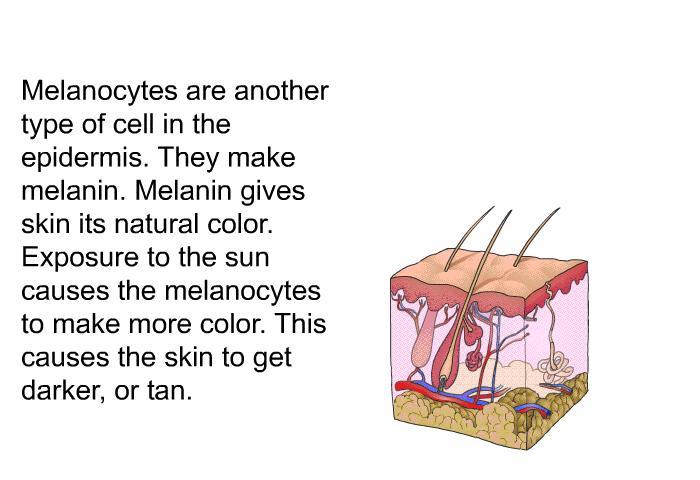 Melanocytes are another type of cell in the epidermis. They make melanin. Melanin gives skin its natural color. Exposure to the sun causes the melanocytes to make more color. This causes the skin to get darker, or tan.