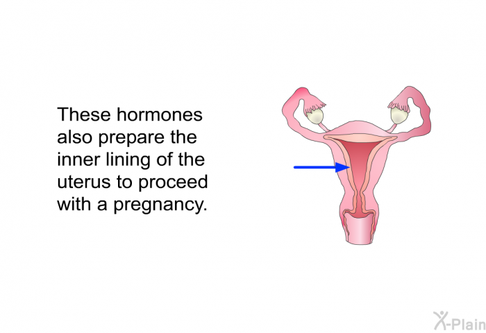These hormones also prepare the inner lining of the uterus to proceed with a pregnancy.
