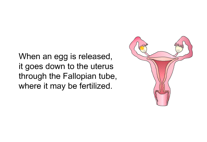 When an egg is released, it goes down to the uterus through the Fallopian tube, where it may be fertilized.