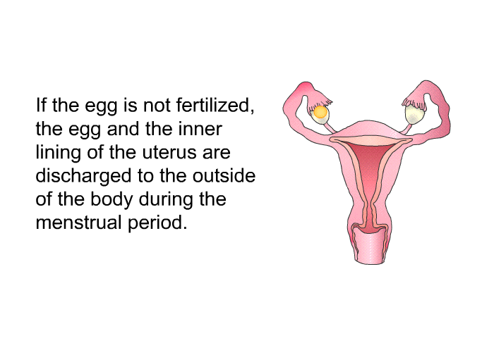 If the egg is not fertilized, the egg and the inner lining of the uterus are discharged to the outside of the body during the menstrual period.