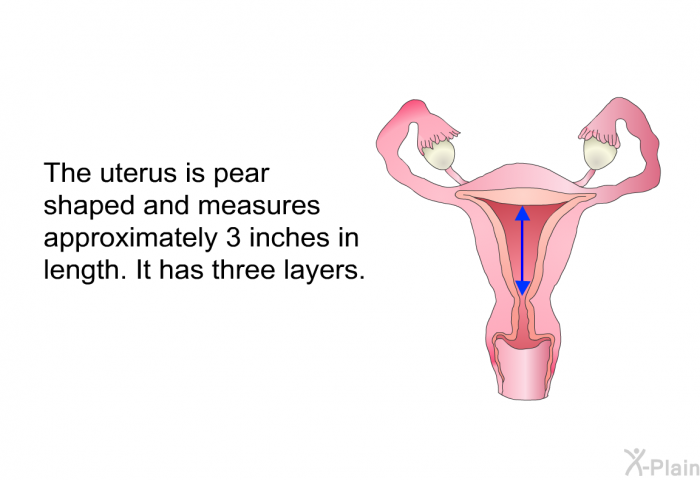 The uterus is pear shaped and measures approximately 3 inches in length. It has three layers.