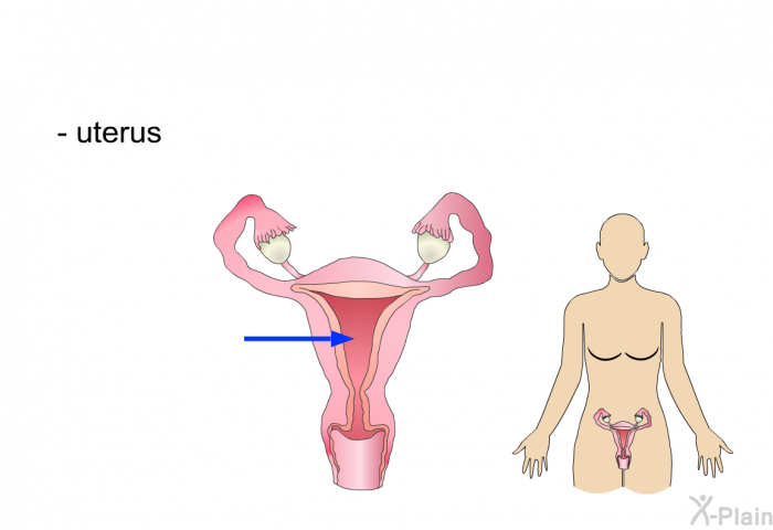 uterus