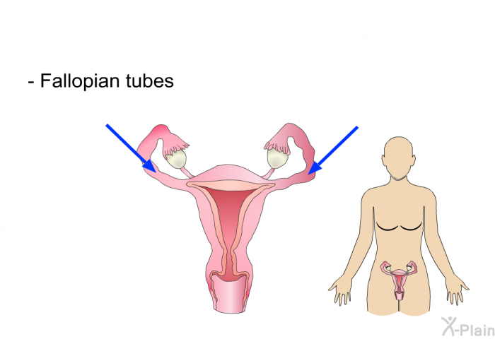 Fallopian tubes