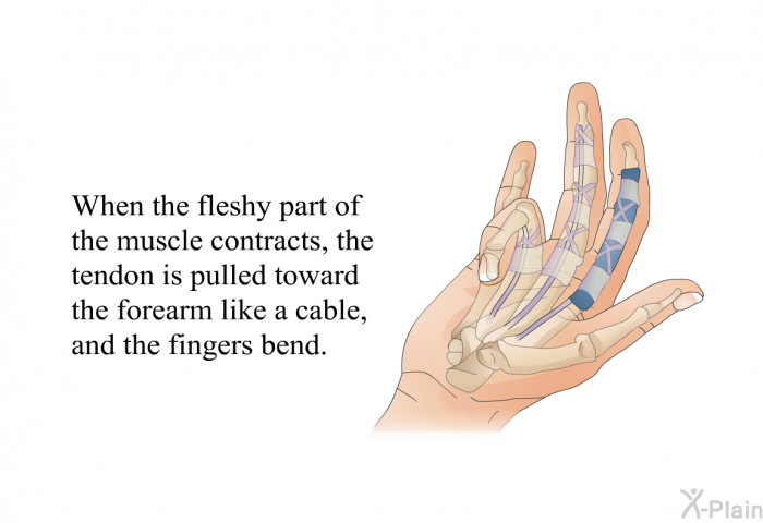 When the fleshy part of the muscle contracts, the tendon is pulled toward the forearm like a cable, and the fingers bend.