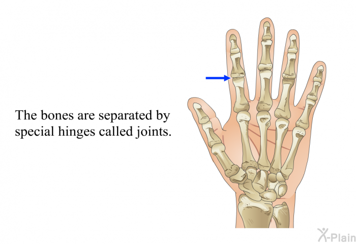 The bones are separated by special hinges called joints.